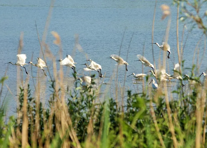 Oda ve Kahvaltı De Schuur