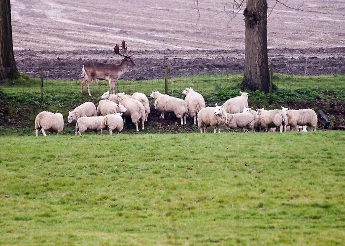 Oda ve Kahvaltı De Schuur Numansdorp