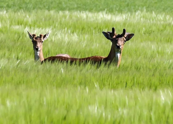 De Schuur Numansdorp